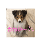 シェルティ ララの癒しスタンプ（個別スタンプ：10）