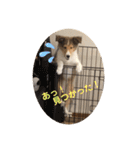 シェルティ ララの癒しスタンプ（個別スタンプ：13）