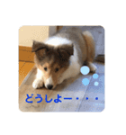 シェルティ ララの癒しスタンプ（個別スタンプ：15）