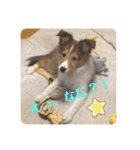 シェルティ ララの癒しスタンプ（個別スタンプ：16）