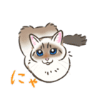 猫の店長と番長の宝石学（個別スタンプ：1）