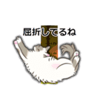 猫の店長と番長の宝石学（個別スタンプ：16）