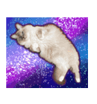 猫の店長と番長の宝石学（個別スタンプ：40）