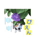 らむぱん☆6（個別スタンプ：3）