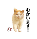 俺、いちのじょう。（個別スタンプ：2）