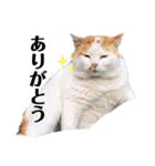 俺、いちのじょう。（個別スタンプ：4）