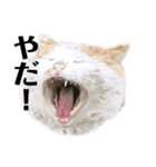 俺、いちのじょう。（個別スタンプ：18）