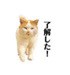 俺、いちのじょう。（個別スタンプ：32）