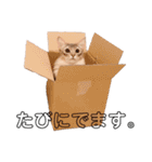 もふもふな同居人（個別スタンプ：9）
