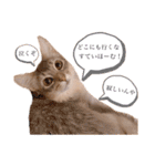 もふもふな同居人（個別スタンプ：17）
