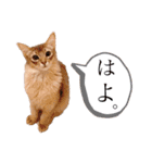 もふもふな同居人（個別スタンプ：18）