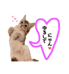もふもふな同居人（個別スタンプ：19）