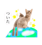 もふもふな同居人（個別スタンプ：20）