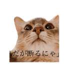 もふもふな同居人（個別スタンプ：22）