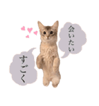 もふもふな同居人（個別スタンプ：35）