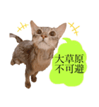 もふもふな同居人（個別スタンプ：36）