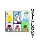 文鳥のマリ 日日是好日 ③（個別スタンプ：38）