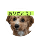 長崎県をしゃべるわんこ〜part2〜（個別スタンプ：13）