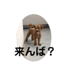 長崎県をしゃべるわんこ〜part2〜（個別スタンプ：16）