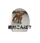 長崎県をしゃべるわんこ〜part2〜（個別スタンプ：22）