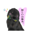 ちゃこ＆とっと（個別スタンプ：3）