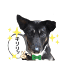 愉快なワンズ（個別スタンプ：1）