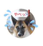 愉快なワンズ（個別スタンプ：2）
