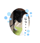 愉快なワンズ（個別スタンプ：6）
