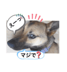 愉快なワンズ（個別スタンプ：7）