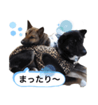 愉快なワンズ（個別スタンプ：8）