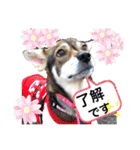 愉快なワンズ（個別スタンプ：10）