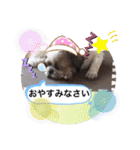 愉快なワンズ（個別スタンプ：12）