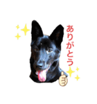 愉快なワンズ（個別スタンプ：15）
