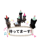 愉快なワンズ（個別スタンプ：17）