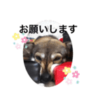 愉快なワンズ（個別スタンプ：19）