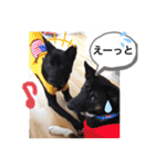 愉快なワンズ（個別スタンプ：21）