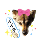 愉快なワンズ（個別スタンプ：24）