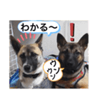 愉快なワンズ（個別スタンプ：25）