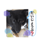 愉快なワンズ（個別スタンプ：29）