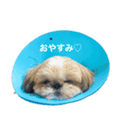 coco＆chobby（個別スタンプ：1）