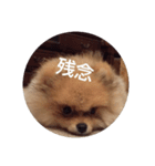 Rin*Rin*Pome（個別スタンプ：3）