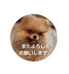 Rin*Rin*Pome（個別スタンプ：4）
