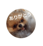 Rin*Rin*Pome（個別スタンプ：5）
