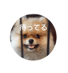 Rin*Rin*Pome（個別スタンプ：6）