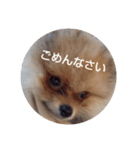 Rin*Rin*Pome（個別スタンプ：7）
