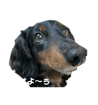 僕、くぅーく（個別スタンプ：1）