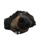 僕、くぅーく（個別スタンプ：3）