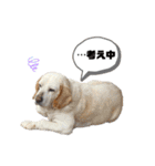 ビーグルファミリー（個別スタンプ：2）