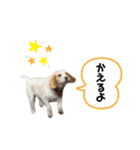ビーグルファミリー（個別スタンプ：8）