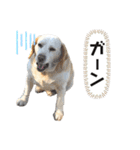 ビーグルファミリー（個別スタンプ：13）